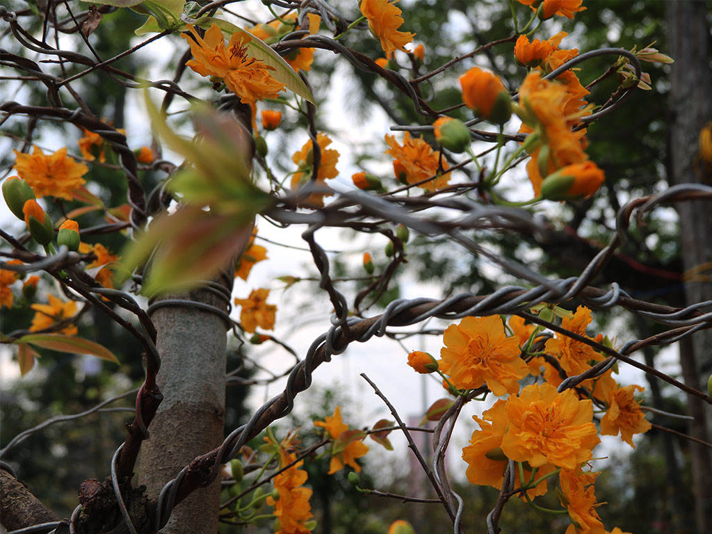 The Orange Apricot Blossom has a deep yellow tone with 24 petals